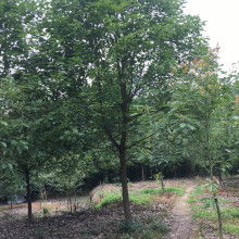 成都崇德联创苗木专业合作社优质蔬菜供应