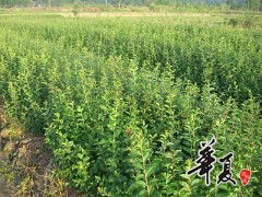 精品紫薇苗木供应——奉新县兴港苗木专业合作社