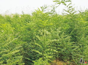 精品苗木与花卉推荐 打造自然雅致的园林空间