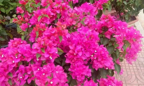 夏末秋初旺季来临，下半年苗木行情呈这5大趋势——聚焦瓜果种植