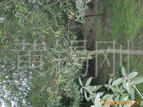 黄锡刚绿化苗木产品列表