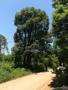 湖南园林精品苗木与蔬菜品种推荐