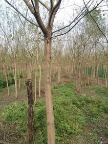 精品苗木花卉，四季常青的选择