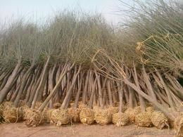 国槐苗木供应与批发指南 价格、选购渠道全解析