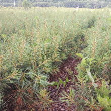 桓仁森淼苗圃的瓜果种植优势与供应服务