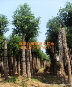 苗木基地批发供应胸径10-20公分移植截杆香樟指导价与厂商信息