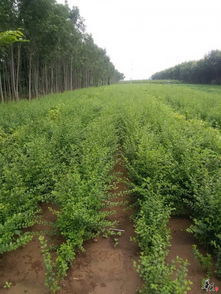 精品苗木大量供应 瓜果种植的全方位指南