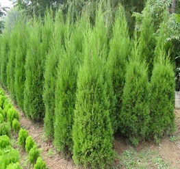 蜀桧风姿 皖滁州来安县林桥苗木销售公司的高清鉴赏