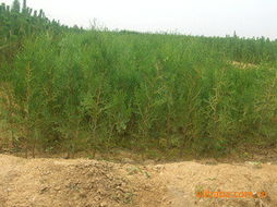 钢城区永斌特色农业种养园 苗木果蔬双擎驱动，绿色健康一站式供给