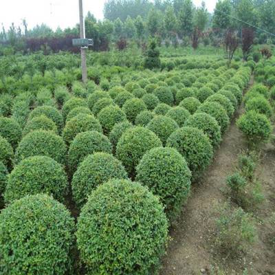 绿叶女贞球 价格、产地与优质苗圃基地全解析