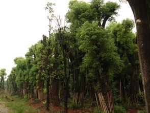 园林绿化苗木批发与规模化瓜果种植的协同发展