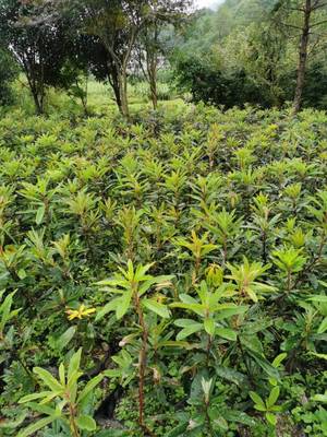 云皓高山杜鹃树苗基地与信都苗木花卉 打造特色园林生态