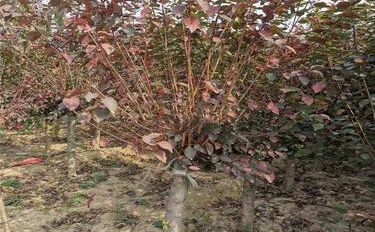 美人梅与瓜果的科学种植指南